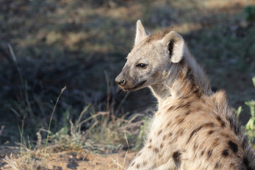 Tüpfelhyäne / Spotted Hyaena / Crocuta crocuta.