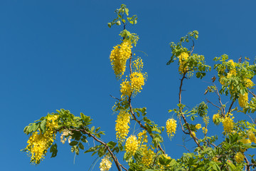 Famous landmark - the Australian acacia blooms on a natural blue sky background, Queensland, Port Douglas