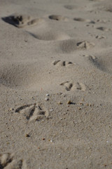 Entenspuren im Sand