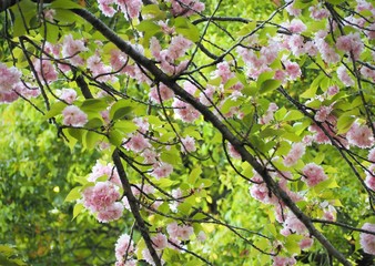 Alborosea Fugenzo SAKURA cherry blossom