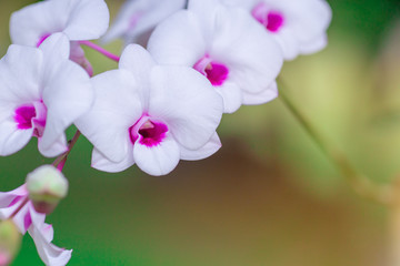 Obraz premium Beautiful orchid flower with natural background.
