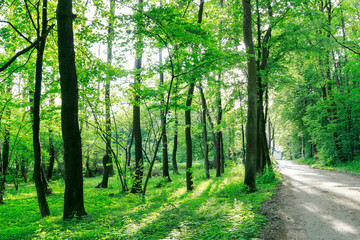 Obraz premium Beautiful summer forest wallpaper.