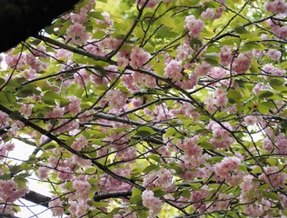 Alborosea Fugenzo SAKURA cherry blossom