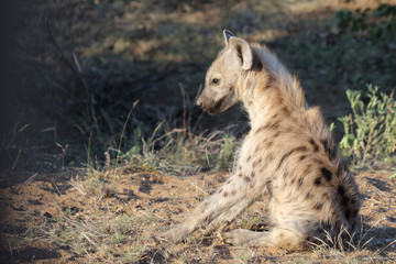 Tüpfelhyäne / Spotted Hyaena / Crocuta crocuta.