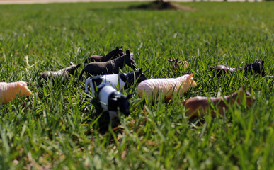 toy cows, sheep, horses, on the green grass in the bright sun