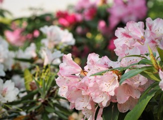 Rhododendron hyperythrum Akaboshi