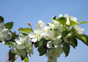 apple flower