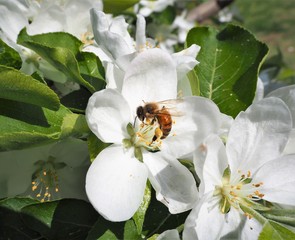 apple flower and bee