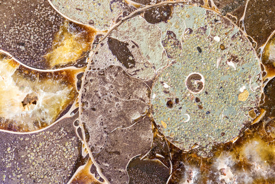 Fossil Ammonite Shell