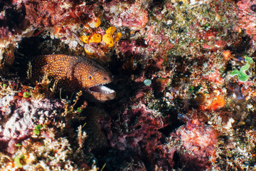 Moray Eel
