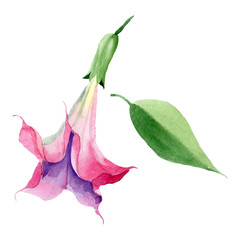 Obraz premium Pink brugmansia floral botanical flowers. Watercolor background set. Isolated brugmansia illustration element.