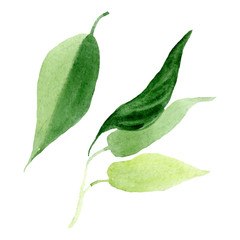 Brugmansia green leaves floral botanical flowers. Watercolor background set. Isolated brugmansia illustration element.