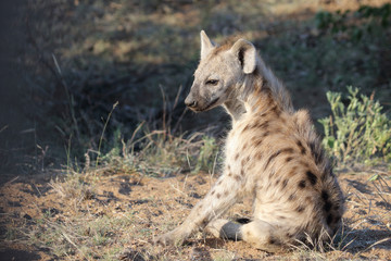 Tüpfelhyäne / Spotted Hyaena / Crocuta crocuta.