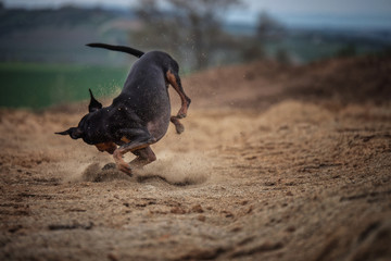 Hund rennt im Sand und schnappt beißt einen Dummy mit Bäumen und Sträuchern im Hintergrund