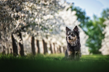 Portrait Hund in einer Reihe weißer Kirschbäume mit gras und himmel im hintergrund