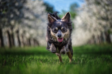 Portrait Hund in einer Reihe weißer Kirschbäume mit gras und himmel im hintergrund