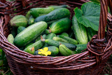Freshly picked cucumber in the basket