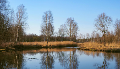 Landscape with lake and the trees reflection.