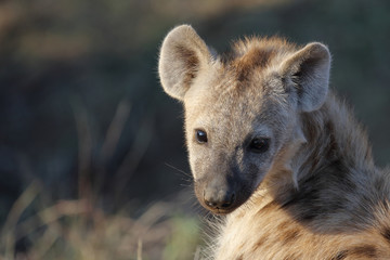 Tüpfelhyäne / Spotted Hyaena / Crocuta crocuta.