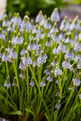 Obraz premium bright muscari flowers
