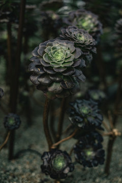 Plant Bliss