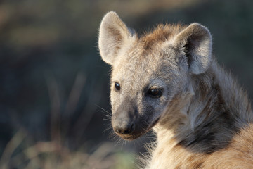 Tüpfelhyäne / Spotted Hyaena / Crocuta crocuta.