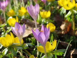 Flowerbed with crocuses and aconite in spring 