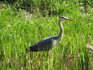 heron on the shore