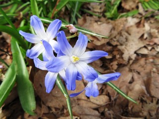Purple bluebells in spring