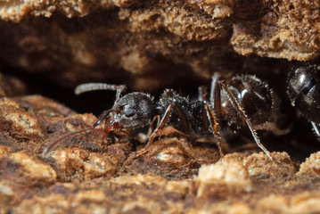 Macro Photo of Black Garden Ant on Tree Bark