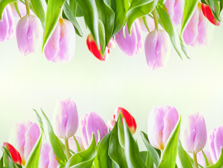 Spring floral background of beautiful tulip flowers on soft green background