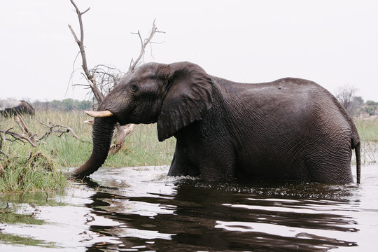 Free living elephant profil