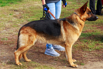 Dog breed German Shepherd