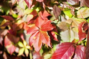 Red grape leaves on blurred green foliage background close up, autumn golden leaves texture pattern...