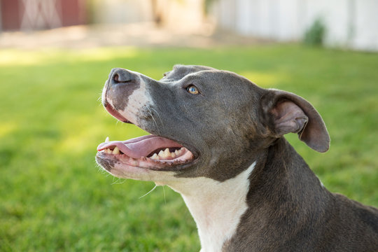 Pit Bull Dog Portrait