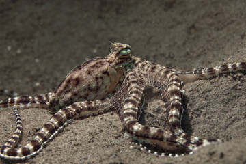 Mimic octopus (Thaumoctopus mimicus). Picture was teken in Ambon, Indonesia