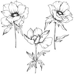 Vector Anemone floral botanical flowers. Black and white engraved ink art. Isolated anemone illustration element.