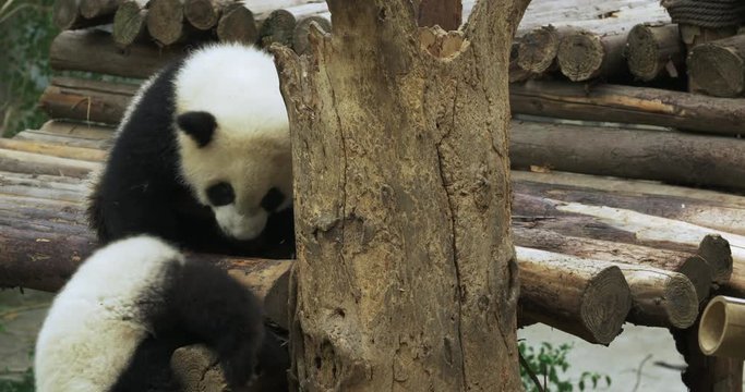 One cute naughty panda pulling and helping another baby panda crawing down the wooden stake, then mischievous panda sitting on wooden plank.