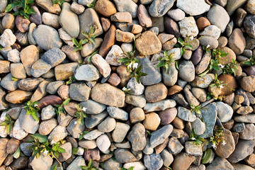 Various color river rocks And there is grass following the boundary of the stone. Background