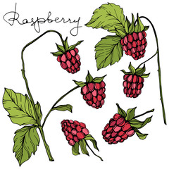 Vector Raspberry healthy food isolated. Red and green engraved ink art. Isolated berries illustration element.