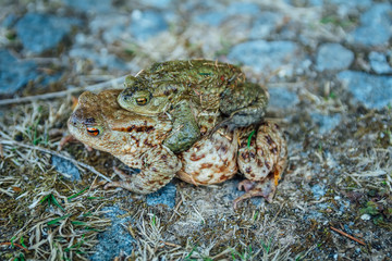 Two coupling frog on stone and grass, macro photo