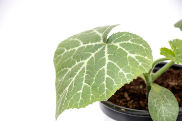 close up of young green pumpkin leaves in a pot prepared to growth in a soil, isolated on white background with copy space for texting or wording. 
