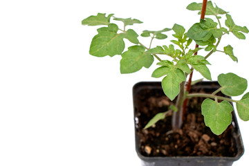 Background of young tomatoes plants isolated on white background and copy space for text or words.