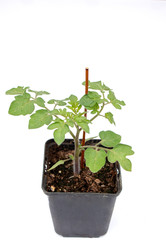 Background of young tomatoes plants isolated on white background and copy space for text or words.