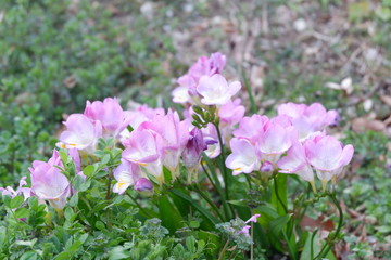 Fototapeta premium Purple flower on the ground