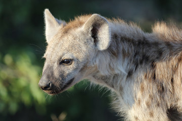 Tüpfelhyäne / Spotted Hyaena / Crocuta crocuta.