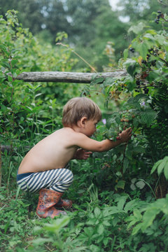 Little Boy Picking Berries