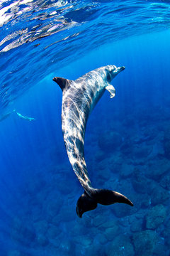 Playful Indo-Pacific Bottlenose dolphin