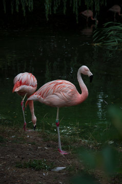 Flamingo by lake