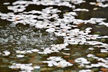 Fallen cherry flower petals are floating on water.